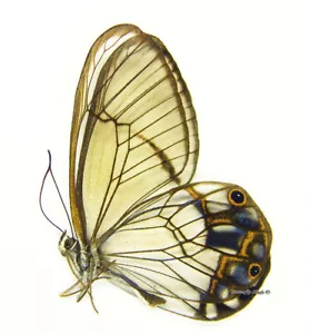Mariposa/Nymphalidae sin montar - Pseudohaetera hypaesia, M, Perú - Imagen 1 de 1