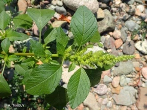 150 + Graines brède paillateres, Pariétaires (plante comestible) - Photo 1/3