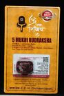 5- faced Certified Rudraksha bead
