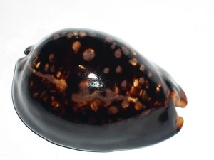 CYPRAEA MAURITIANA EXTRA BLACK PATTERN - Picture 1 of 2
