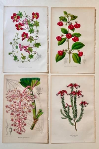 4 c1850 van Houtte Antique Botanical Prints - various plants and flowers 3 - Picture 1 of 3