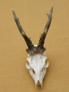 Rehbock 390gr  knuffig Rehgeweih  Rehgehörn  Geweih  Gehörn Gwichtl Bock    - Bild 1 von 4