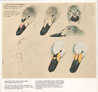 BEAUTIFUL VINTAGE BIRD PRINT ~ BEWICK'S SWAN BILLS ~ TUNNICLIFFE