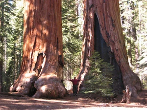 10 SEMILLAS GIGANTES SEQUOIA - Imagen 1 de 1