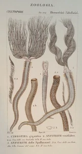 CIMOSPIRA GIGANTEA ANFITRITE VENTILABRO ANFITRITE DELLO SPALLANZANI VERI 1831 - Bild 1 von 2