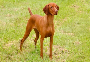 Vizsla Photo Magnet 3"x5" - Picture 1 of 1