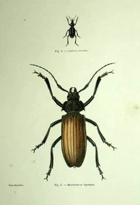Insecte entomologie coléoptere scarabée MECOSARTHRON BUPHAGUS, CYHRUS gravure - Bild 1 von 2
