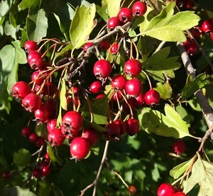 SAMEN bringt rote Früchte hervor die sehr gesund sind der winterharte WEISSDORN - Bild 1 von 1