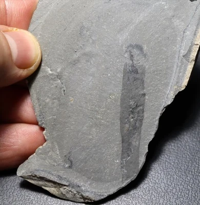 Soft-body Ottoia prolifica worm from Wheeler Formation, Utah - Image 1 of 4