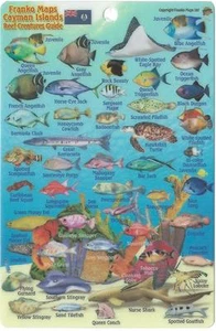 Franko Cayman Islands Reef Creatures Guide Waterproof Fish ID Card 4" x 6" - Picture 1 of 2