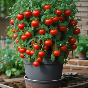 'Spunky Bird' Micro Dwarf Tomatoe Seeds / Non-GMO - Picture 1 of 1