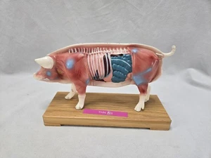 Akulpunktion Anatomisches Tierschwein Modell Schwein Anatomie Modell für Akupunktur - Bild 1 von 24