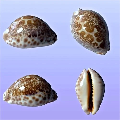 Cypraea geographica f. africola, Zanzibar Isl., Tanzania, 64,8 mm, TOP SPECIMEN Foto 1 de 1