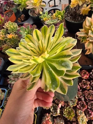 Imported  xiyan  succulent 1pc - Image 1 of 4