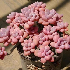 Graptopetalum Ellen one head Cutting 🏵️about 4cm 🏵️limited one buy Succulent - Picture 1 of 3