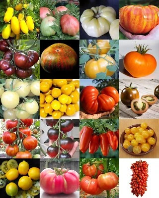 200 semillas de tomate en 20 variedades diferentes + regalo - Imagen 1 de 4