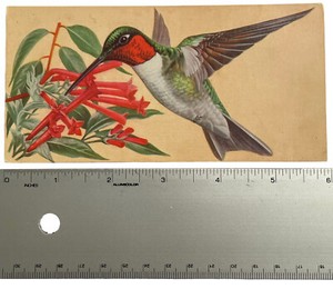 Vintage Bird Identification Card Ruby Throated Hummingbird 1962 by Gelles Widmer