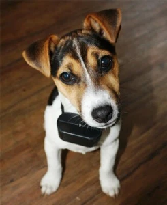 Hundetrainer kein Elektroschock Hundeerziehung Tierfreundlich Ferntrainer TOP - Bild 1 von 1
