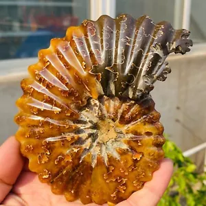 370g Amazing Custom Hand Carved Whole Ammonite Cleoniceras Display Madagascar - Picture 1 of 12