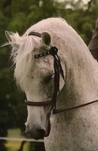 Dark Brown Cob Size Arabian Show Bridle - Picture 1 of 11