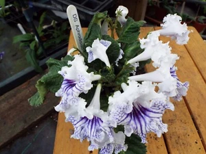 Streptocarpus DS Aphrodisiac - Picture 1 of 2