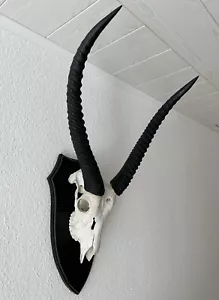 Wasserbock Geweih Jagdtrophäe Afrika-Antilope Deko - Bild 1 von 8