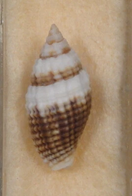 Mitra Lugobris 23mm Islas Tonga 10 metros Arena Negra Foto 1 de 4