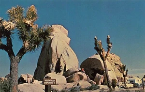 JOSHUA TREE Hidden Valley Campground Twentynine Palms CA 1950s Vintage Postcard - Picture 1 of 2