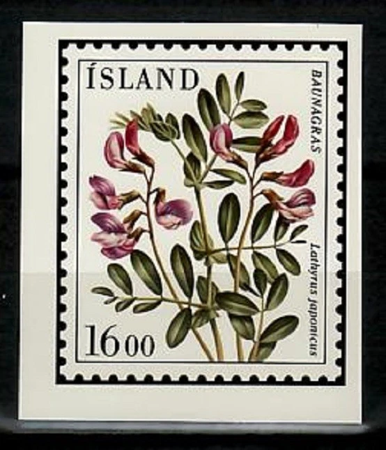 Foto Ensayo Color, Flor Islandia Sc604, Lathyrus japonicus. Foto 1 de 1