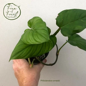 Philodendron ernestii tip - Picture 1 of 1