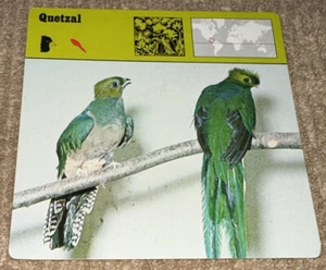 Vintage 1976 Animal Card - Quetzal - Printed In Japan - Picture 1 of 4