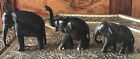 A Non Matching Trio Of Antique Elephants. Ebony And Bone Fruitwood