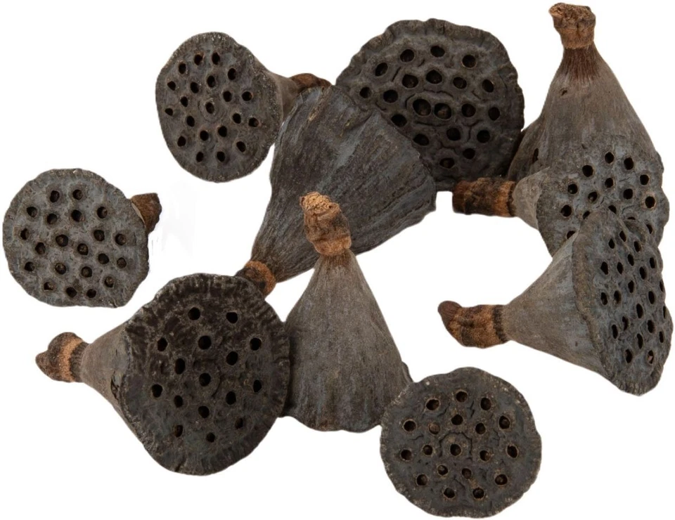 Pistón de loto NaDeco, 10 uds aprox. 3 cm | Pistón de loto | Loto seco | Decoración natural - Imagen 1 de 1