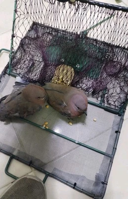 Catching Bird Net ,Pest Control Humane Live Trap Mesh For Sparrows Pigeons  فخ - Image 1 of 4