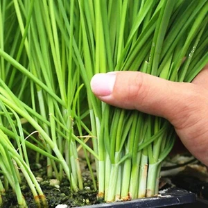 500 Garlic Chive Seeds for Planting - Heirloom, Non-GMO Chinese Chives Vegetable - Picture 1 of 7