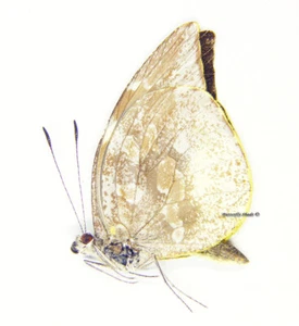 Unmounted Butterfly/Pieridae - Lieinix nemesis atthis, M, A- - Picture 1 of 1