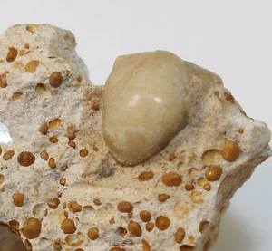 Schnecke, Ataphrus acmon, Jura, Bajoc, Bretteville sur Odon, FRA - a565 - Picture 1 of 6