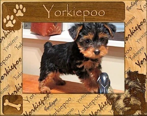 Marco de madera grabado láser Yorkiepoo (5 x 7) - Imagen 1 de 2