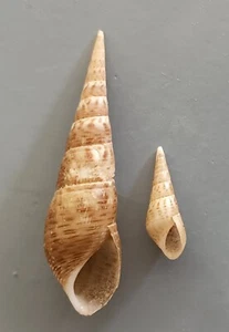Caracol de agua dulce Melanoides maculata PAR 15+38mm F+++ - Imagen 1 de 3