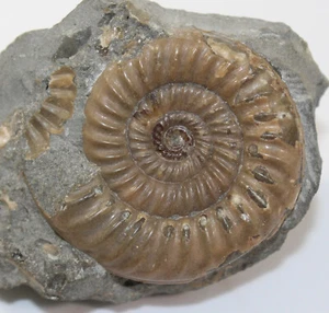 Ammonit, Epophioceras longicella, Jura, Sinemur, Charmouth, Dorset, UK-c590 - Bild 1 von 6