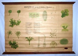 VINTAGE ROLL SCHOOL - HEPATICS - ANTIQUE POSTER 100x71Cm Cartel Botany HEPATICAS - Picture 1 of 11