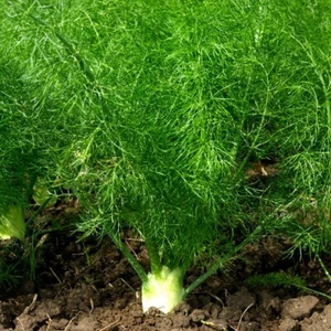100 ml Fennel Pure & Natural Foeniculum vulgare Essential Oil.Undiluted. - Picture 1 of 4