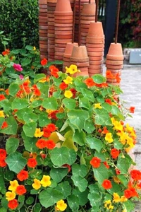50  TOM THUMB NASTURTIUM SEED MIX | SALE FREE SHIPPING NON GMO HEIRLOOM - Picture 1 of 3