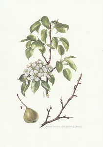 Planche 50 Histoire Naturelle Flore 2 : Poirier sauvage - Foto 1 di 1