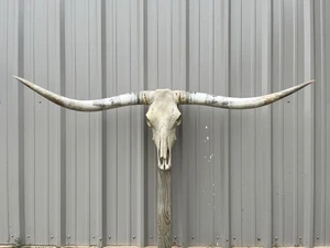 LONGHORN STEER SKULL 5 FEET 4 Inch WIDE POLISHED BULL HORN MOUNTED COW HEAD - Picture 1 of 3