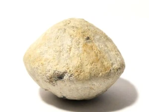 Roman - 17thC Plomo Comerciantes Detector de Metales Hallazgo Yorkshire #CM516 - Imagen 1 de 6