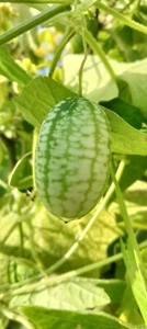 🥒🍐 Mexikanische Minigurke (Melothria scabra) 20+Samen - Bild 1 von 4
