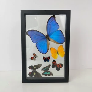 Butterfly and Moth Shadow Box Wall Display Blue Morpho Black Frame Taxidermy Art - Picture 1 of 13