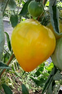 King of Siberia Tomato - 5+ semillas - semillas - semillas - semillas - p 462 - Imagen 1 de 1
