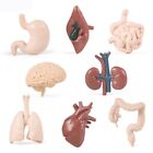 Leber Nieren Lunge Interne Organe Figuren Menschliches Organ Modell Herz Magen